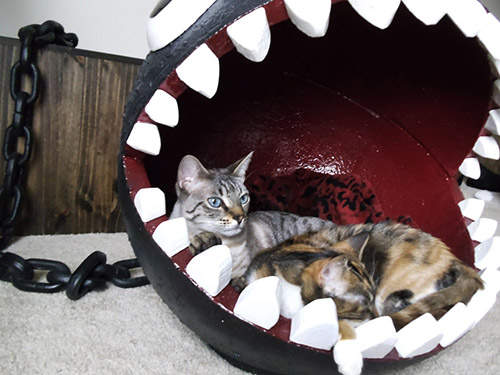 《瑪利歐大鏈球貓咪床》貓咪貓咪快來睡覺啊(嚼) 《瑪利歐大鏈球貓咪床》貓咪貓咪快來睡覺啊(嚼)