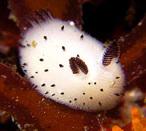 日本推特話題《兔子海蛞蝓》想看我奇特的小尾巴嗎