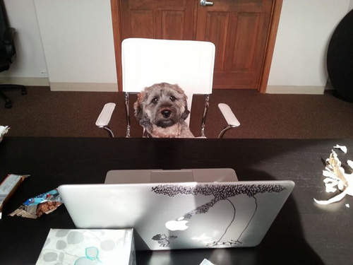 《辦公室的汪星人》帶著汪星人上班不會分心嗎？