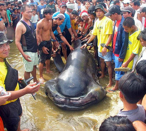 好可怕系列《極罕見裂嘴巨口鯊》全球剩不到 50 隻的異鯊魚引發萬人圍觀
