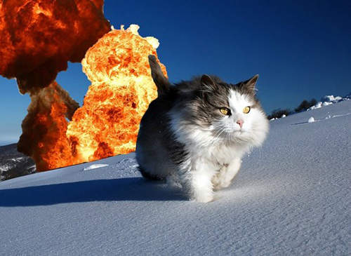 《會爆炸的貓》可愛又殘忍的桌上遊戲 比比看誰家的貓最會炸? 《會爆炸的貓》可愛又殘忍的桌上遊戲 比比看誰家的貓最會炸?