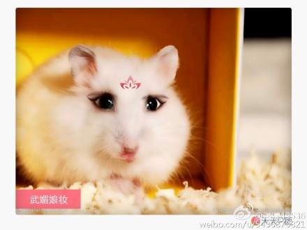 《全民武媚娘》貓貓狗狗篇 毛小孩也好嬌媚 《全民武媚娘》貓貓狗狗篇 毛小孩也好嬌媚