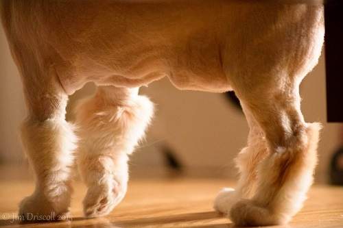 純天然《貓靴子》僅此一家絕無分號 ΦωΦ 純天然《貓靴子》僅此一家絕無分號 ΦωΦ