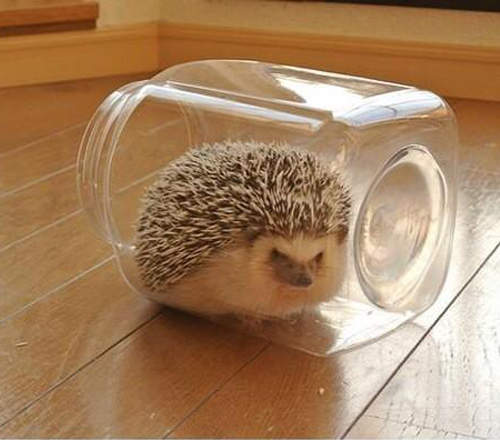 超可愛《捕刺蝟》飼主間悄悄流行的新玩法♥ 超可愛《捕刺蝟》飼主間悄悄流行的新玩法♥