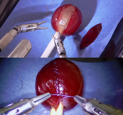 《網路宅神人》把葡萄的皮縫回去是有沒有這麼搞岡？