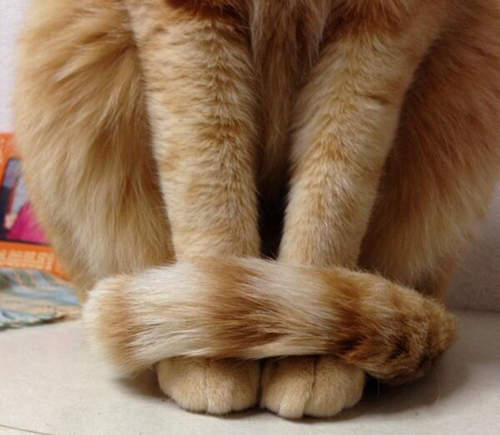 《貓的手卷》超可愛的貓尾圍巾也可以借人家一下嗎♥