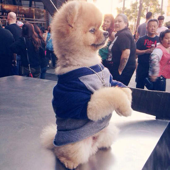 神犬Jiff《會倒立走路的狗》還擁有金氏世界紀錄喔