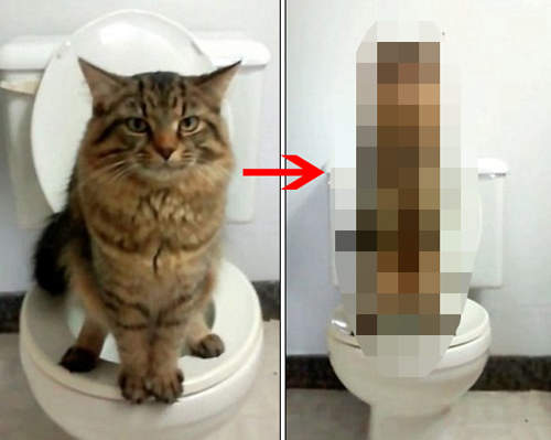 網友分享《教貓咪在馬桶上廁所》便便時出現超可愛的謎樣姿勢? 網友分享《教貓咪在馬桶上廁所》便便時出現超可愛的謎樣姿勢?