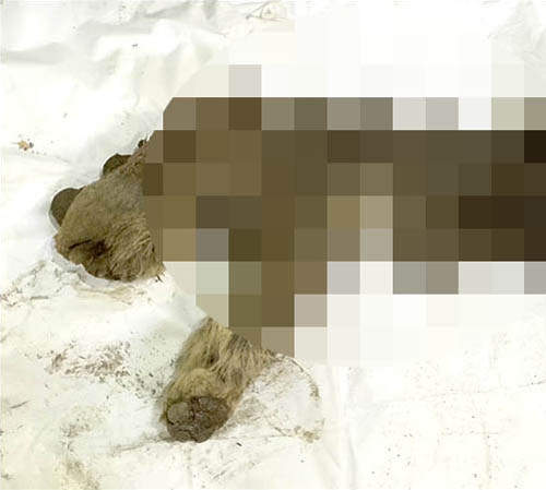 好可怕系列《滅絕長毛犀牛》以史前的樣貌出現在西伯利亞永久凍土 好可怕系列《滅絕長毛犀牛》以史前的樣貌出現在西伯利亞永久凍土