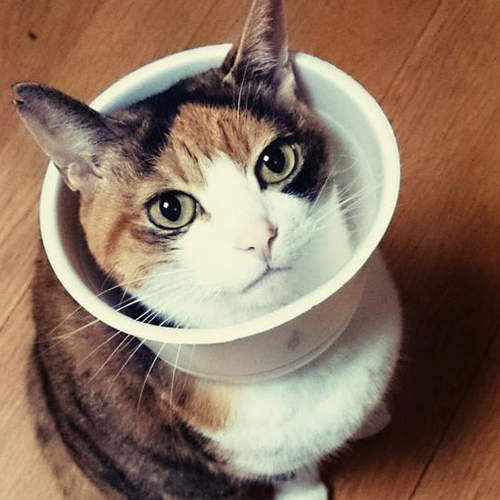 自製《杯麵頸圈》伊莉莎白頸圈太礙事就改用泡麵碗吧ww 自製《杯麵頸圈》伊莉莎白頸圈太礙事就改用泡麵碗吧ww