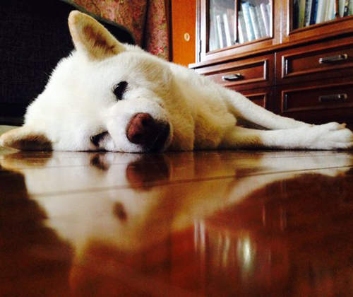 《秘密結社老犬俱樂部》推民們要來傳達這完全不同於小狗的魅力♥