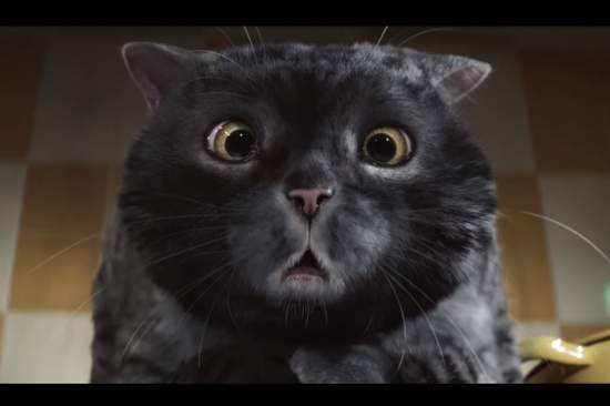 英國超市《超讚聖誕節廣告》絕對讓所有寵物主人又哭又笑... 英國超市《超讚聖誕節廣告》絕對讓所有寵物主人又哭又笑...