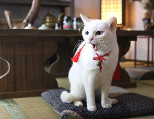 貓奴必看古裝劇《猫侍2》果然武士只是配角嘛……