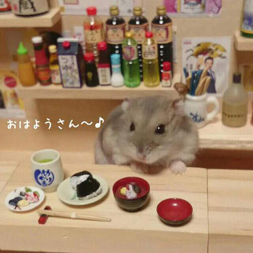 《倉鼠居酒屋》店長銀次辭世 為倉鼠兄弟祈禱走出傷痛…… 《倉鼠居酒屋》店長銀次辭世 為倉鼠兄弟祈禱走出傷痛……