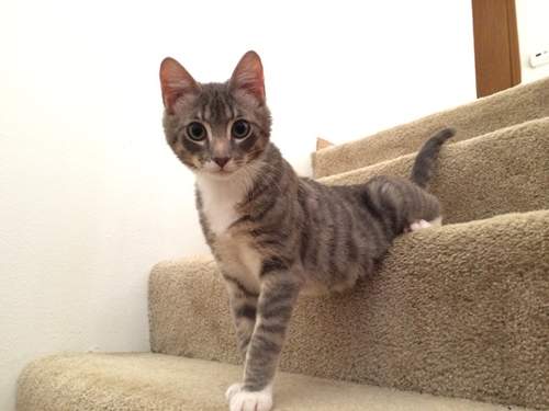 《寵物與樓梯》寶貝樓梯沒想像中可怕啦