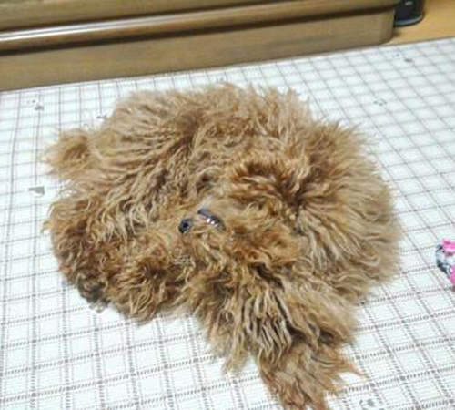 《狗狗拖把化》不是拖把頭脫落是我家的毛寶貝啦wwww