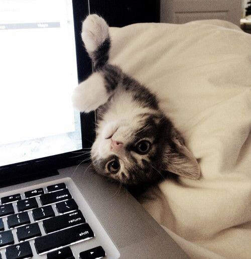 《養貓的8種幸福》貓奴們一定都感同身受(淚) 《養貓的8種幸福》貓奴們一定都感同身受(淚)