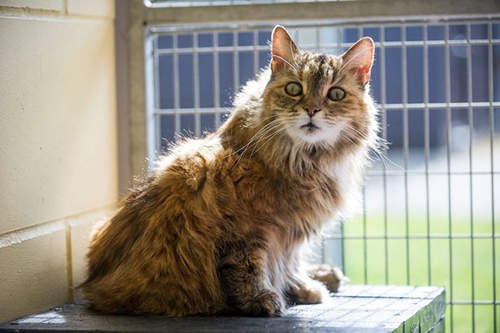 呼嚕聲世界第一吵的貓「Bluey」超可愛天然發電機報到 呼嚕聲世界第一吵的貓「Bluey」超可愛天然發電機報到