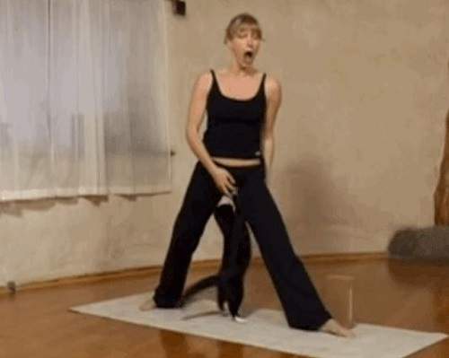 《做瑜珈時的最大敵人》我的瑜珈術就是瘋狂打擾你~喵 《做瑜珈時的最大敵人》我的瑜珈術就是瘋狂打擾你~喵