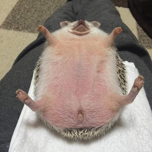 爆萌《刺蝟睡姿》指甲剪完就躺平　這是新的催眠法嗎ww