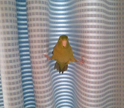 《鳥奴才懂的事情》有鍵盤按鍵類的物品絕對要收好(淚) 《鳥奴才懂的事情》有鍵盤按鍵類的物品絕對要收好(淚)