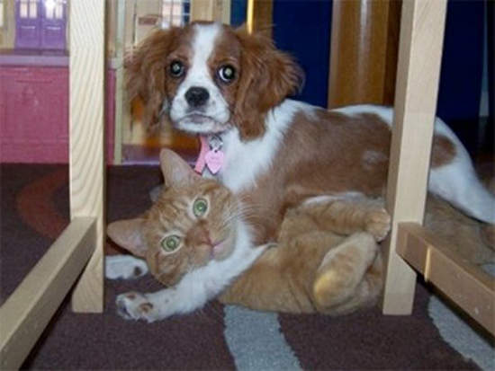 《主人太早回家？》一開門就看到自家毛小孩...