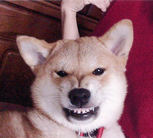 《生氣的柴犬》不不不~阿柴還是比較適合笑臉啦~♥ 《生氣的柴犬》不不不~阿柴還是比較適合笑臉啦~♥