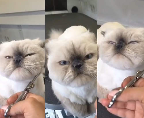 《寵物宅急便》喵星人表示不要給我再剪摟〝怒〞