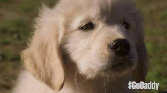 《超級盃廣告》還沒打就先被抗議的廣告問題出在哪？