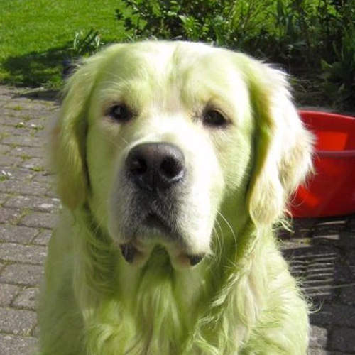 《天然綠毛犬》人家只是在草地上滾一滾就變這樣了QAQ