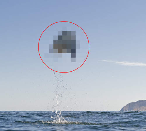 《科學家也難解的魚》那麼愛飛到底是為什麼呢 《科學家也難解的魚》那麼愛飛到底是為什麼呢