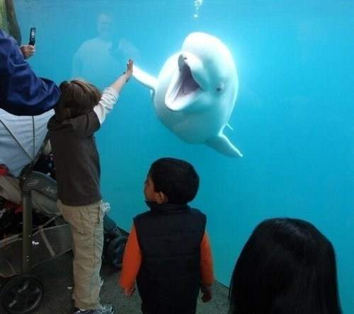 《動物的擊掌瞬間》伸出你的右手　給我給我～