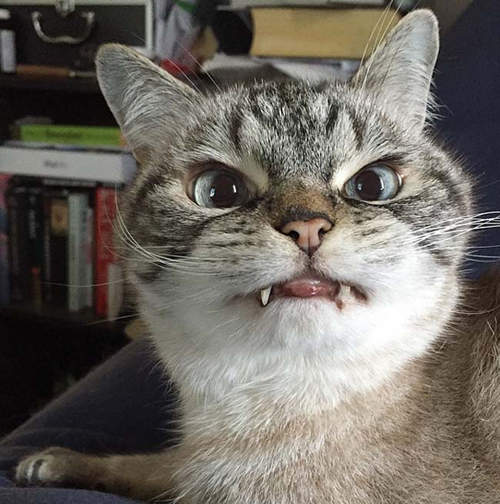 《把血換成貓的結果》恐怖的詞語瞬間可愛100倍? 《把血換成貓的結果》恐怖的詞語瞬間可愛100倍?