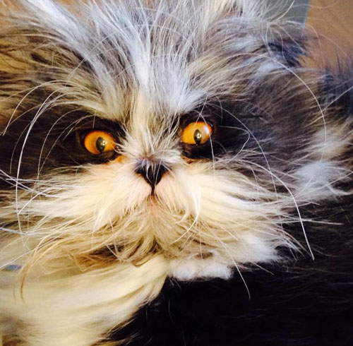 長得像狗的貓咪《Atchoum》多毛症讓你貓貓狗狗傻傻分不清楚啦～