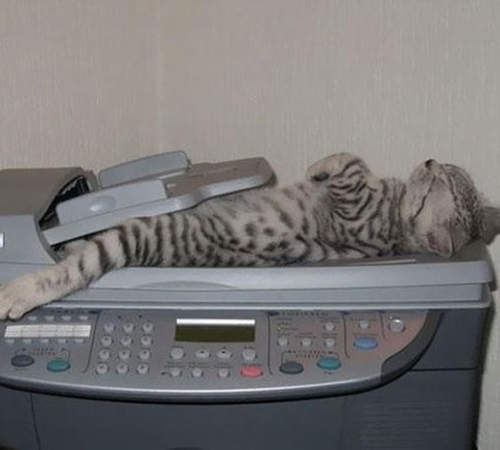 《搞錯用法的喵星人》在貓的世界裡總有另外一套理論存在ww