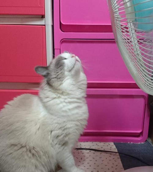 《渴求電風扇的貓咪》朕熱了～奴才趕快開電扇！
