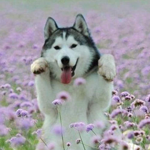 《哈士奇混血犬》小哈真的是一種神奇的存在~ 《哈士奇混血犬》小哈真的是一種神奇的存在~