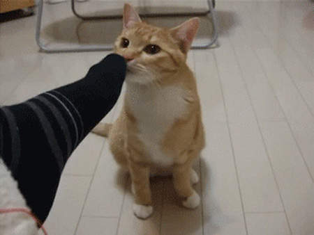 《貓咪聞到腳丫子的反應》喵星人你們自己要來聞還擺出那種表情是怎樣~ 《貓咪聞到腳丫子的反應》喵星人你們自己要來聞還擺出那種表情是怎樣~