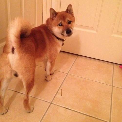 2014《汪星人排行榜》每一隻都萌萌的怎麼辦XD