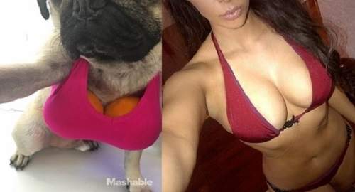 《模仿金卡戴珊自拍的巴哥》可愛的小狗也可以好胸阿 《模仿金卡戴珊自拍的巴哥》可愛的小狗也可以好胸阿