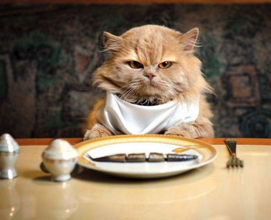 《25招寵壞你的貓》下輩子我也要投胎當家貓...