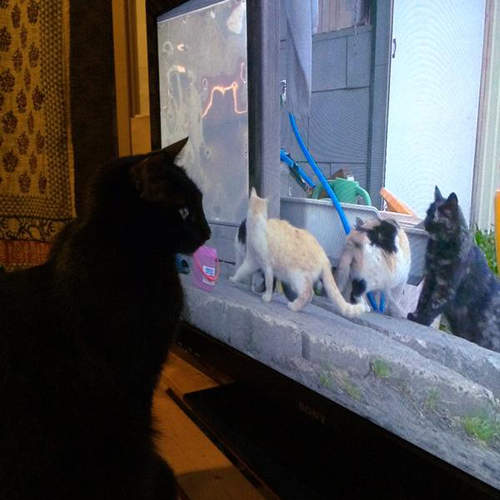 《世界貓咪攝影展》到底要讓多少人成為貓奴才甘心? 《世界貓咪攝影展》到底要讓多少人成為貓奴才甘心?