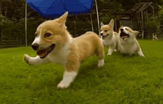 萌點數不完《柯基奔跑》動圖 小短腿圓屁屁真是太可愛♥ 萌點數不完《柯基奔跑》動圖 小短腿圓屁屁真是太可愛♥