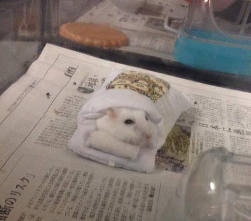 《倉鼠鑽被窩》睡臉可愛到太犯規惹(*´Д`*) 《倉鼠鑽被窩》睡臉可愛到太犯規惹(*´Д`*)