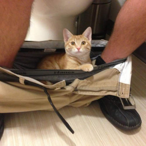 貓界大流行？《主人的內褲窩》喵的我就愛這味（嗅）