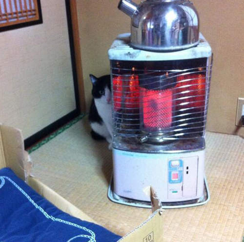 太久沒回老家...似乎被老家的貓給遺忘了(´;ω;`) 太久沒回老家...似乎被老家的貓給遺忘了(´;ω;`)