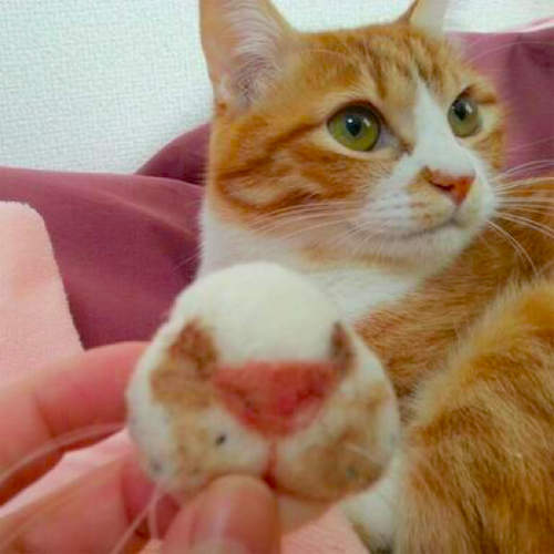 《貓嘴胸針》還可以混入家裡貓老大的毛製作喔♥ 《貓嘴胸針》還可以混入家裡貓老大的毛製作喔♥