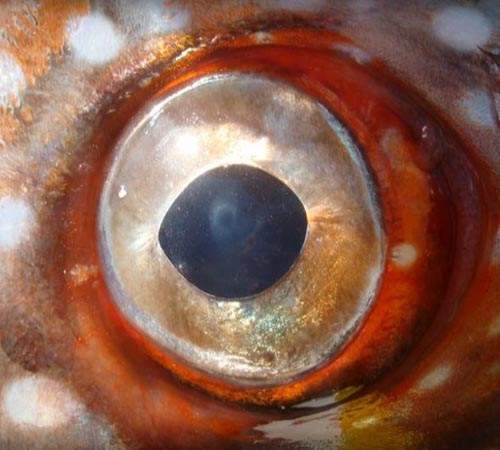 科學家發現《世界上第一種巨大溫血魚》長得還蠻有喜感的 科學家發現《世界上第一種巨大溫血魚》長得還蠻有喜感的