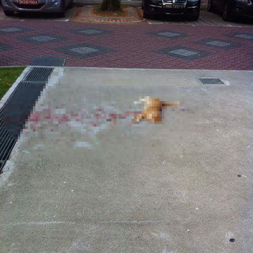 《貓的珍事件》搶救大量出血的貓咪　結果竟然是......