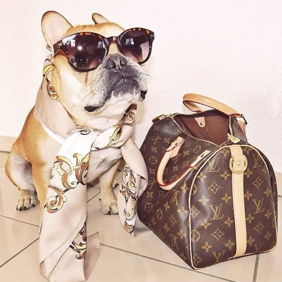 《上流拜金犬》不要羨慕哥已經很低調了